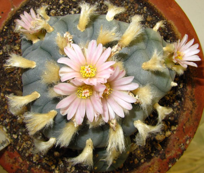 Лофофора Уильямса (Lophophora Williamsii)