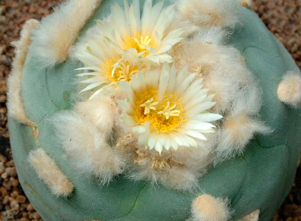 Лофофора раскидистая (Lophophora diffusa)