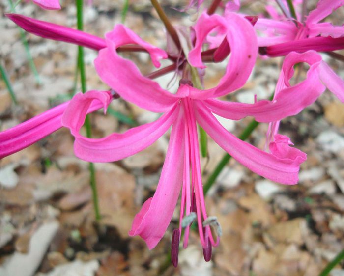 Нерине Боудена (Nerine bowdenii)