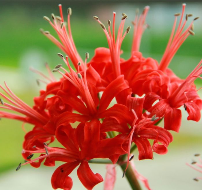 Нерине сарнейская (Nerine sarniensis)