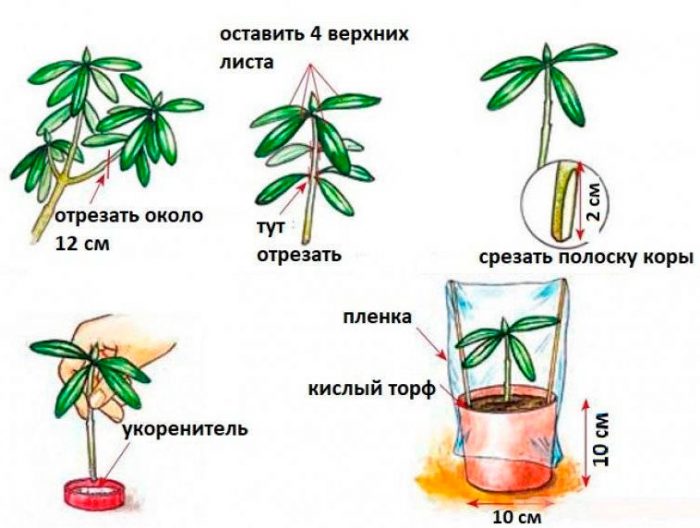 Черенкование