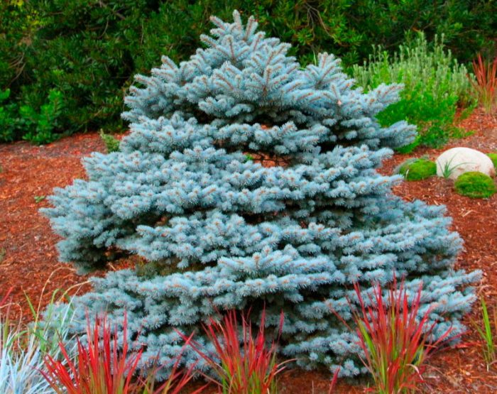 Picea pungens Montgomery