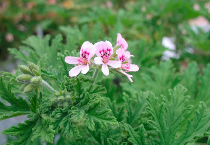 Пеларгония розовая (Pelargonium radens)