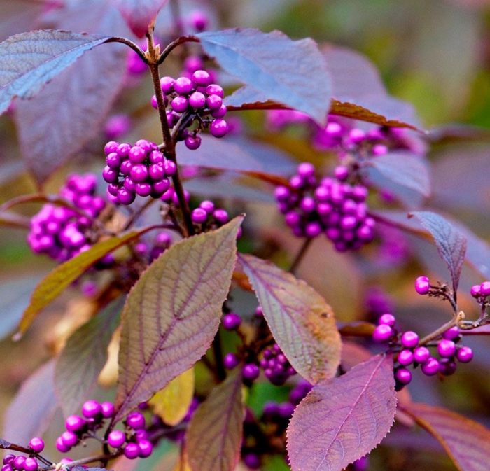 Callicarpa bodinieri Profusion