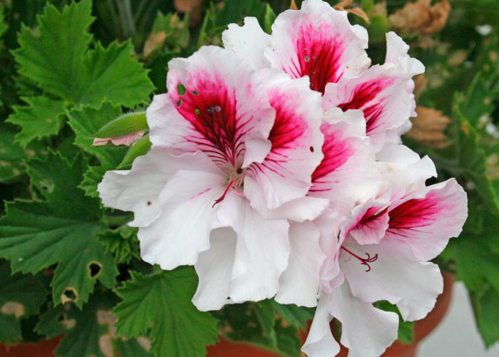 Пеларгония крупноцветковая (Pelargonium grandiflorum)