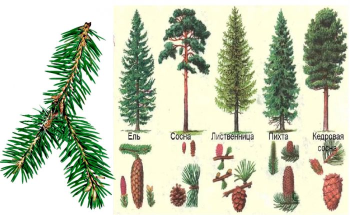 Хвойные деревья: названия с описанием и фото