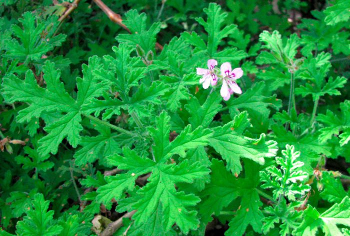 Пеларгония душистая (Pelargonium odoratissimum)