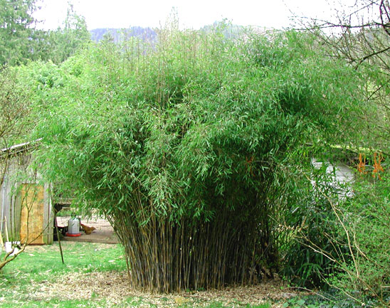 Арундинария