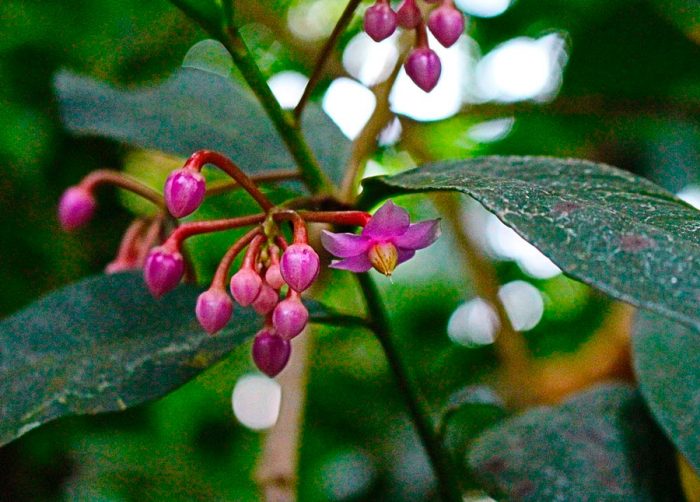 Ардизия низкая (Ardisia humilis)