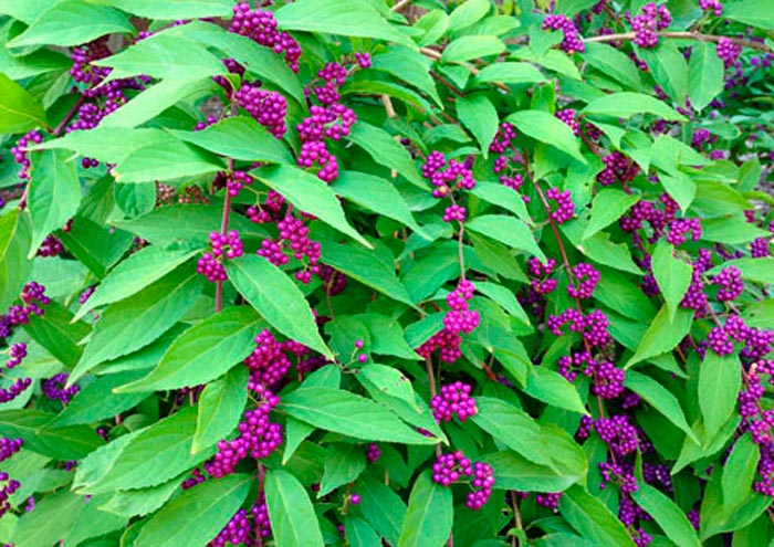 Callicarpa dichotoma Issai