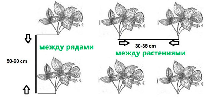 Посадка клубники в открытый грунт – сроки, схема высадки