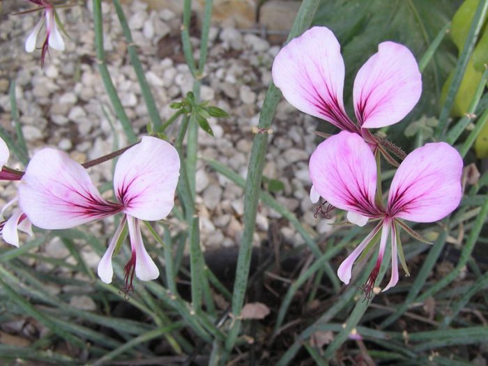 Пеларгония четырехугольная (Pelargonium tetragonum)