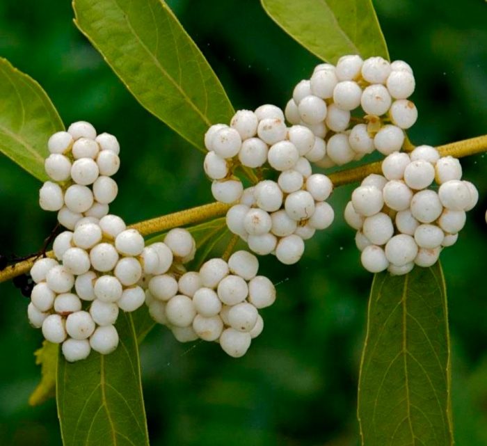 Callicarpa dichotoma Albibacca