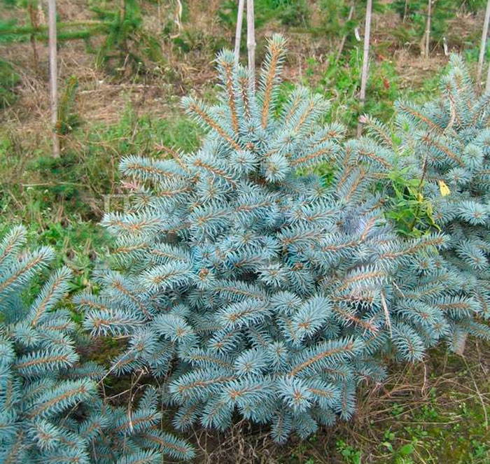 Picea pungens Blue Trinket