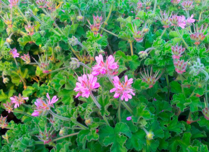 Пеларгония головчатая (Pelargonium capitatum)