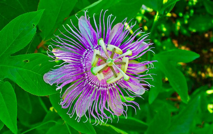 Пассифлора инкарната (Passiflora incarnata)