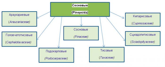 Хвойные деревья: названия с описанием и фото