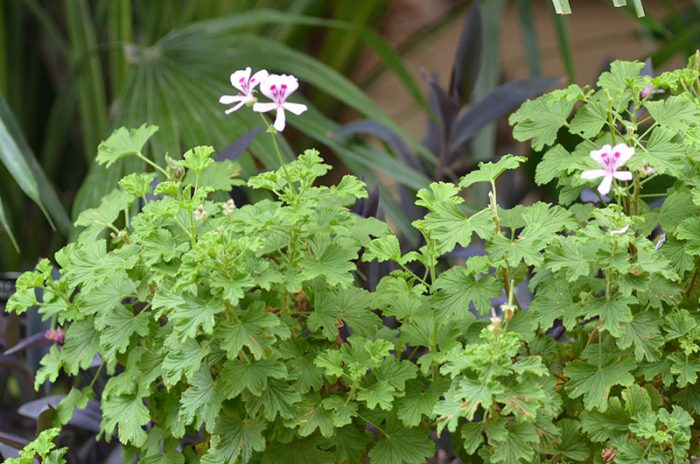 Пеларгония курчавая (Pelargonium crispum)