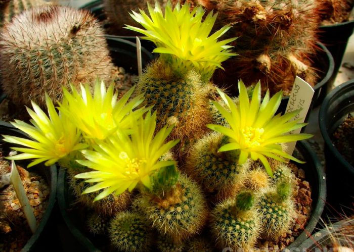 Нотокактус рехский (Notocactus rechensis)