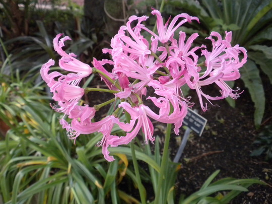 Нерине извилистая (Nerine flexuosa)