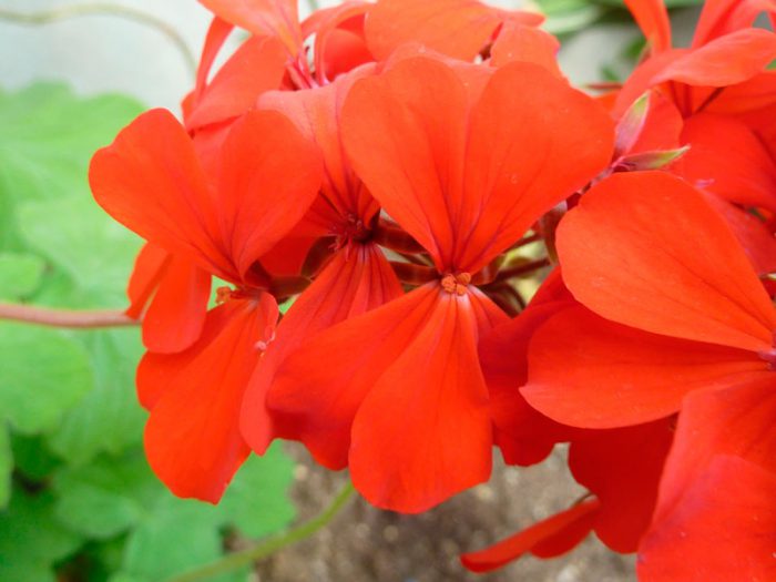 Пеларгония пачкающая (Pelargonium inquinans)