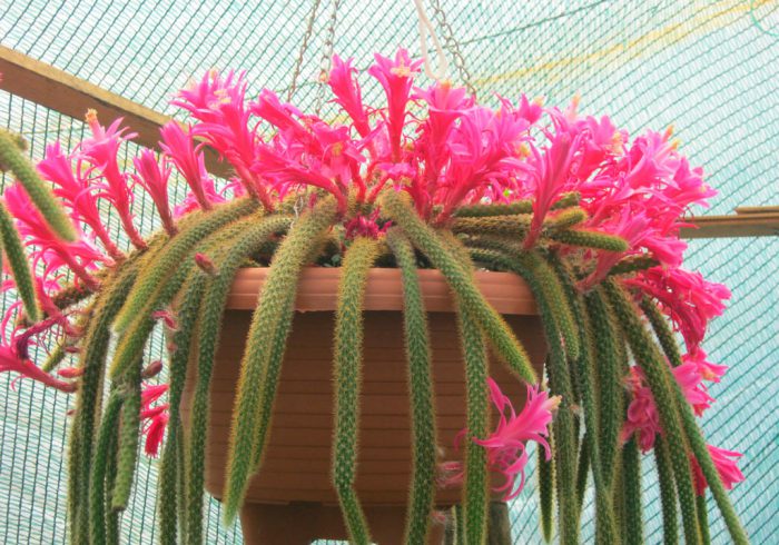 Апорокактус плетевидный (Aporocactus flagelliformis)