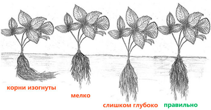 Посадка клубники в открытый грунт – сроки, схема высадки