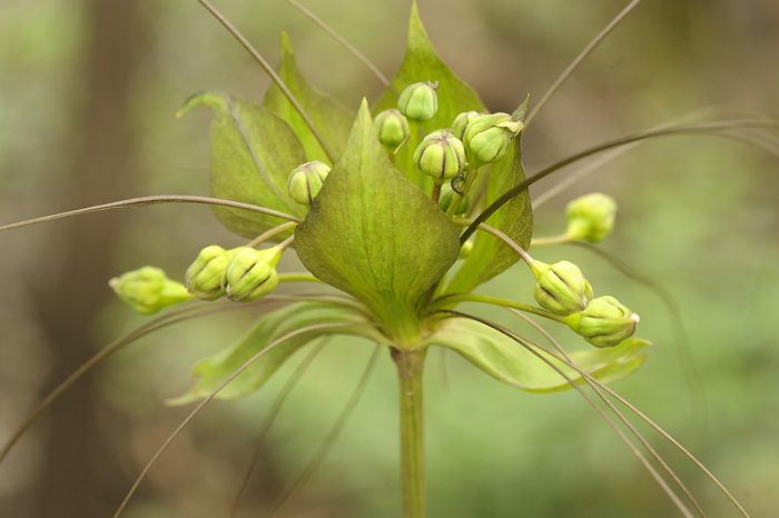 Такка леонтолепестковидная (Tacca leontopetaloides)