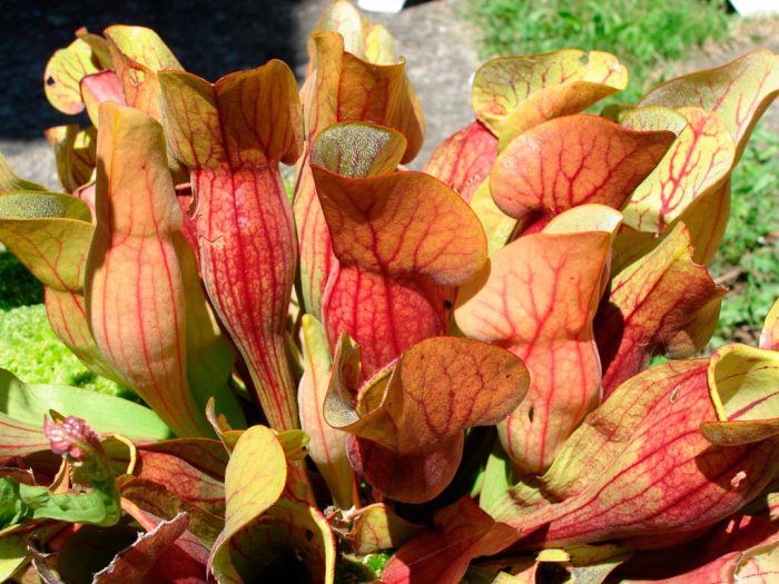 Саррацения пурпурная (Sarracenia purpurea)