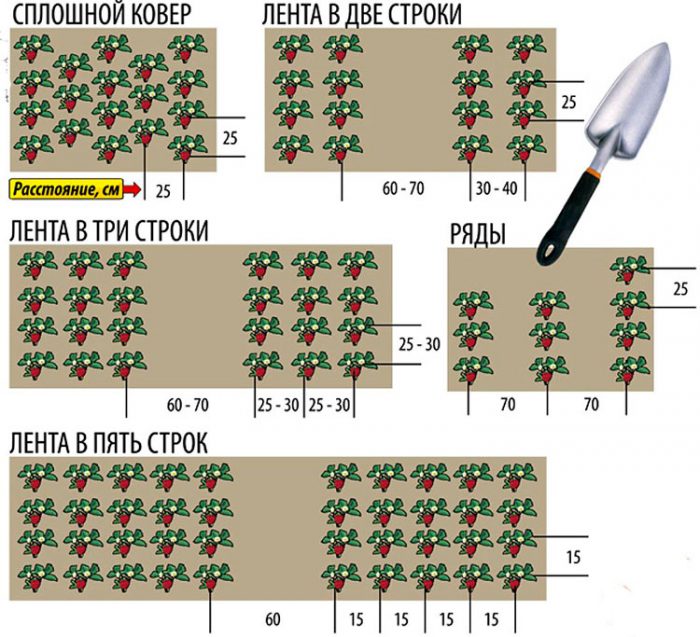 Посадка клубники в открытый грунт – сроки, схема высадки