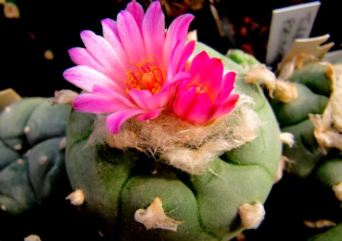 Лофофора Журдана (Lophophora Jourdaniana)