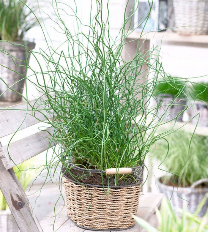 ситник развесистый (Juncus effusus)