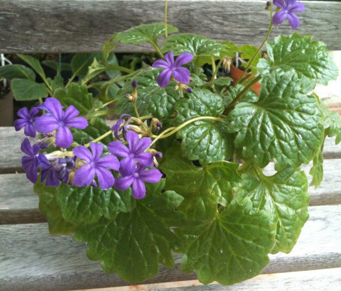 Примулина табачная (Primulina tabacum)