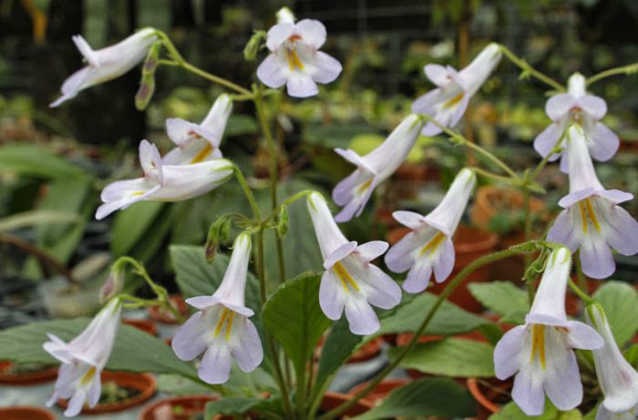 Примулина линейнолистная (Primulina linearifolia)