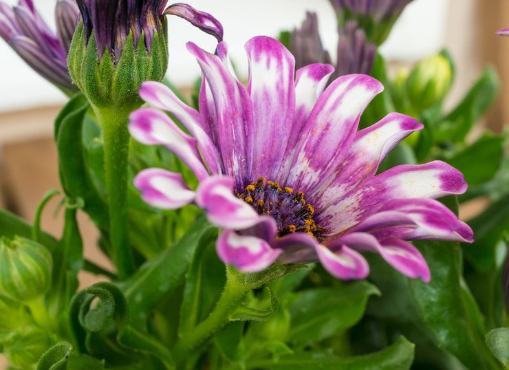 Plant of the Month
